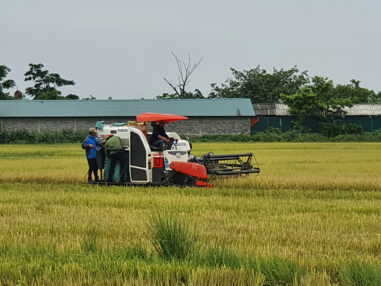 Nông dân huyện Lệ Thủy thu hoạch lúa đông-xuân năm 2022.