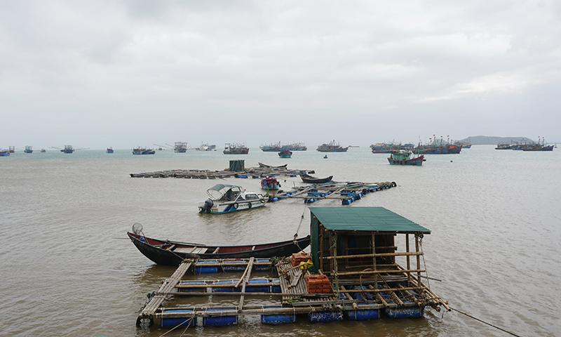  Mô hình nuôi cá bớp của một hộ dân ở xã Quảng Đông (Quảng Trạch).