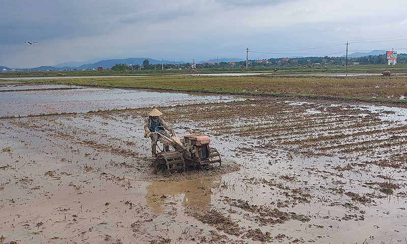 Nông dân huyện Quảng Trạch tranh thủ làm đất bảo đảm tiến độ xuống giống vụ hè-thu năm 2022.
