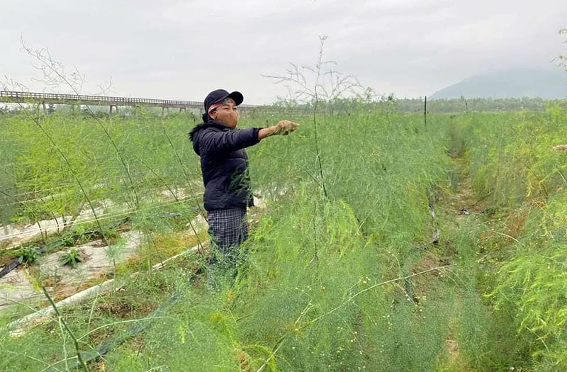 Nhờ được tiếp cận nguồn vốn vay tín dụng CSXH, chị Nguyễn Thị Phưởng đã đầu tư vào phát triển mô hình trồng măng tây.