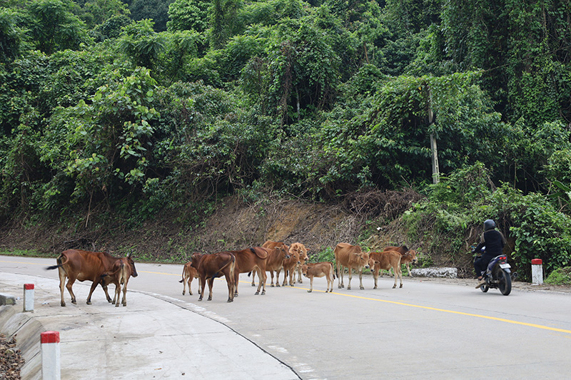 Tình trạng thả rông trâu, bò trên tuyến đường Hồ Chí Minh đoạn qua khu vực đèo Đá Đẽo, xã Thượng Hóa cần được ngăn chặn triệt để.