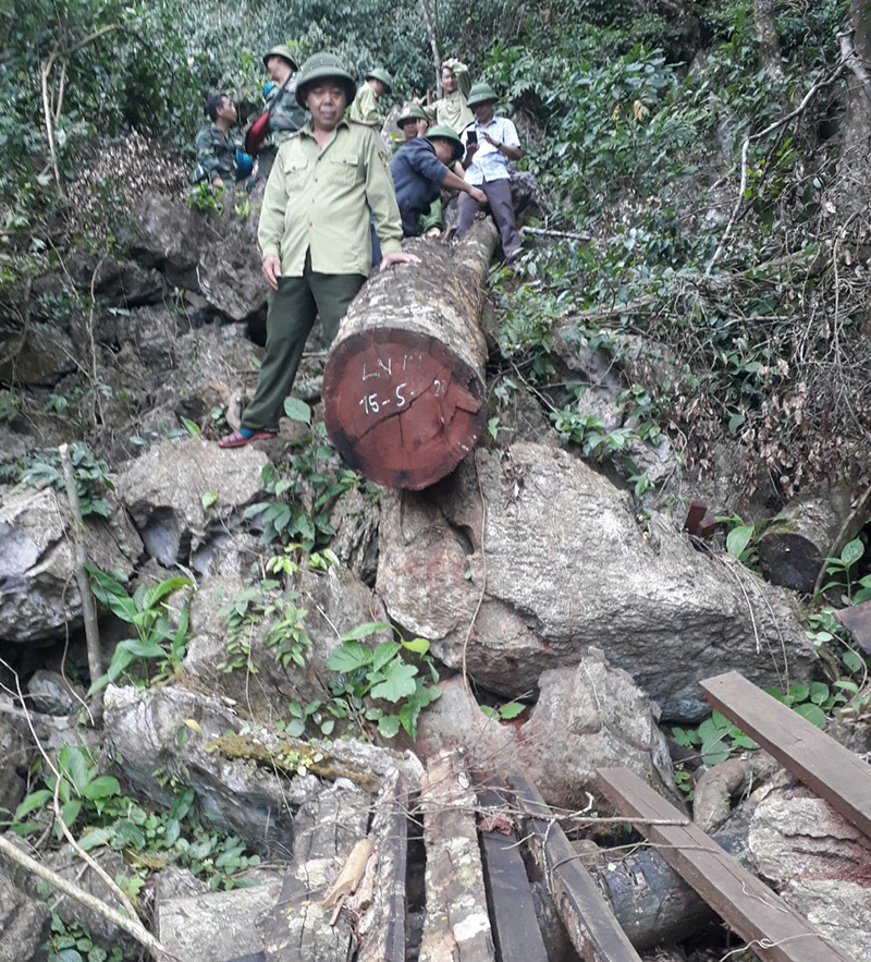 Các lực lượng chức năng phối hợp xác minh, làm rõ hành vi phá hoại rừng tại xã Hóa Sơn.