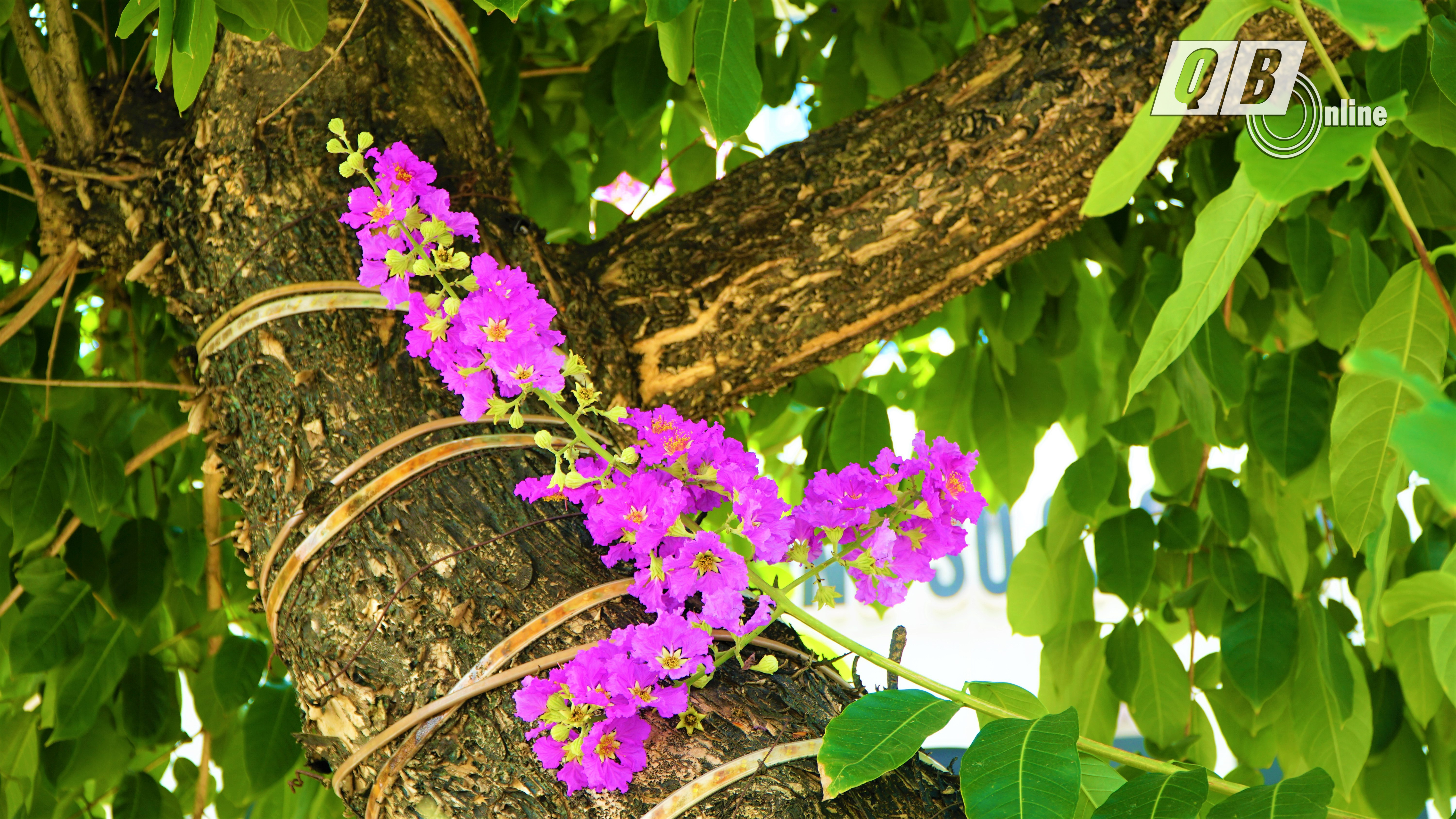 Hoa bằng lăng là loài hoa đặc trưng của miền nhiệt đới Nam Á. Có nguồn gốc từ Ấn Độ, sau du nhập vào Việt Nam và được trồng nhiều ở các thành phố lớn như Hà Nội, TPHCM, Đà Lạt...
