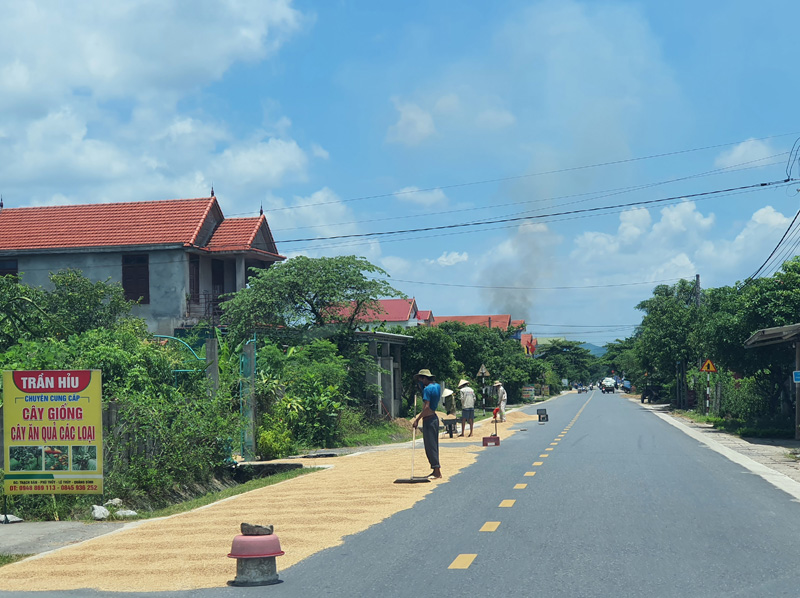 Lúa được người dân phơi trên tuyến đường tỉnh lộ 565 đi lên tuyến đường Hồ Chí Minh nhánh Đông