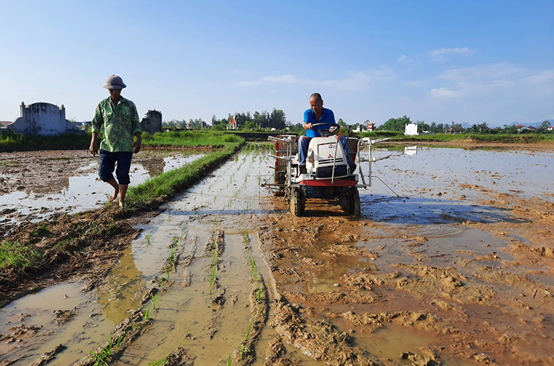 Người dân xã Duy Ninh (Quảng Ninh) sử dụng máy cấy lúa thay cho sạ tay để giảm chi phí.