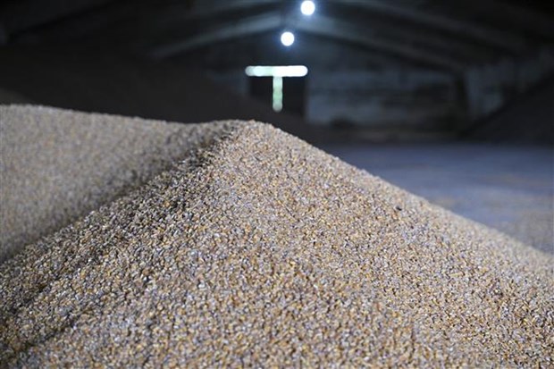 Ngũ cốc sau khi được thu hoạch tại một nông trang ở vùng Odessa (Ukraine), ngày 22/5/2022. (Ảnh: AFP/TTXVN)