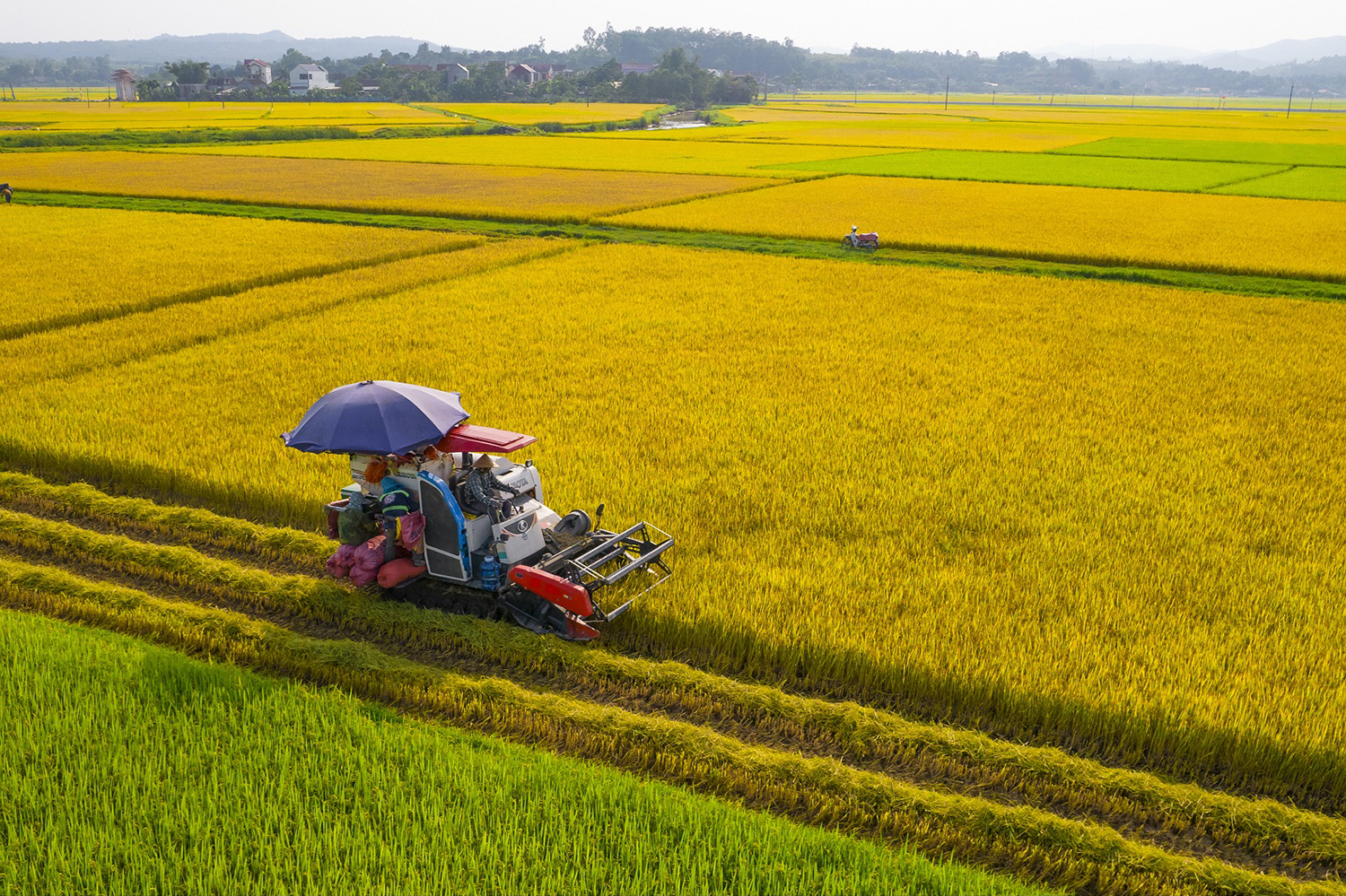 Nông dân huyện Quảng Trạch thu hoạch lúa Đông-Xuân 2021-2022