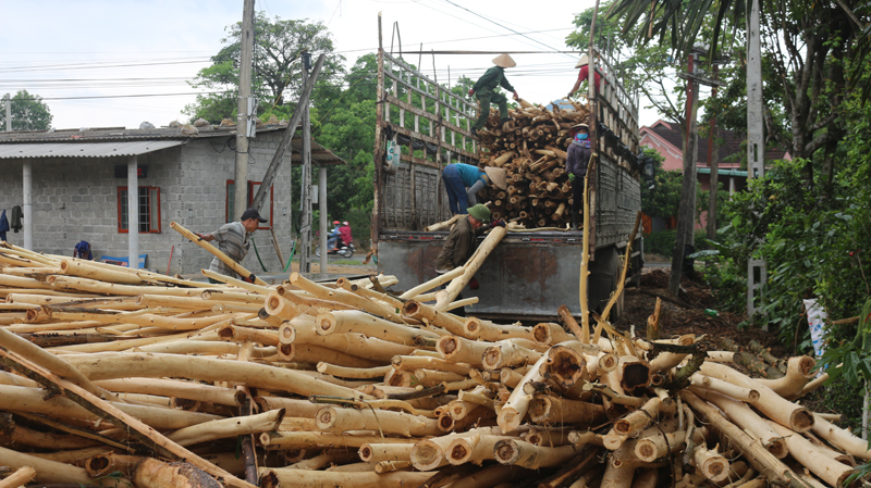 Người dân Tuyên Hóa khai thác gỗ rừng trồng.