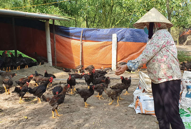 Nông dân huyện Lệ Thủy đàn chăm sóc đàn gà.