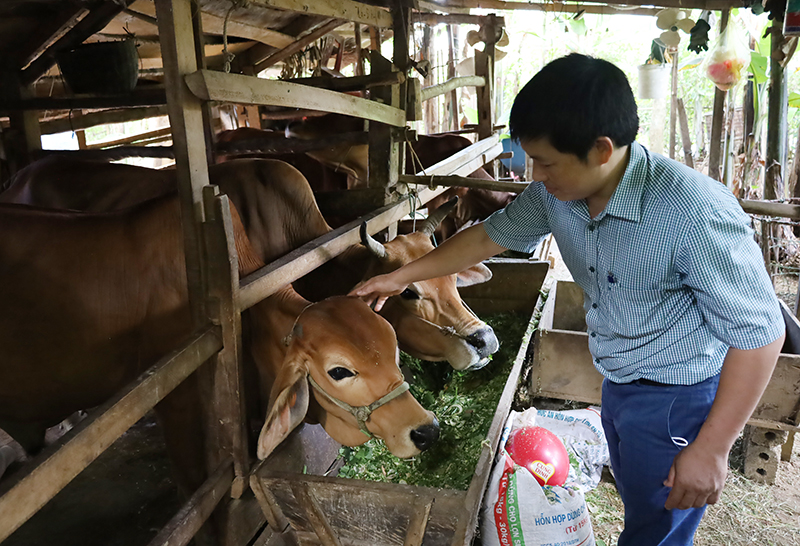 Đàn bò lai Sind của hộ gia đình ông Đinh Xuân Sòng, xã Xuân Hóa mỗi năm mang lại lợi nhuận cho gia đình trên 150 triệu đồng.