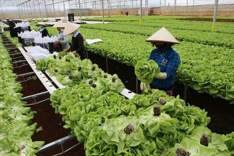 Thu hoạch rau tại trang trại của gia đình nông dân Nguyễn Văn Công ở xã Đa Quyn, huyện Đức Trọng, tỉnh Lâm Đồng. Ảnh (tư liệu): Vũ Sinh/TTXVN