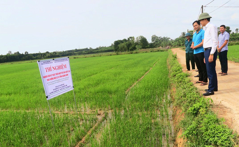 Đoàn công tác của Sở KH-CN kiểm tra mô hình sản xuất gắn với tiêu thụ lúa gạo theo hướng hữu cơ tại xã Dương Thủy (huyện Lệ Thủy).