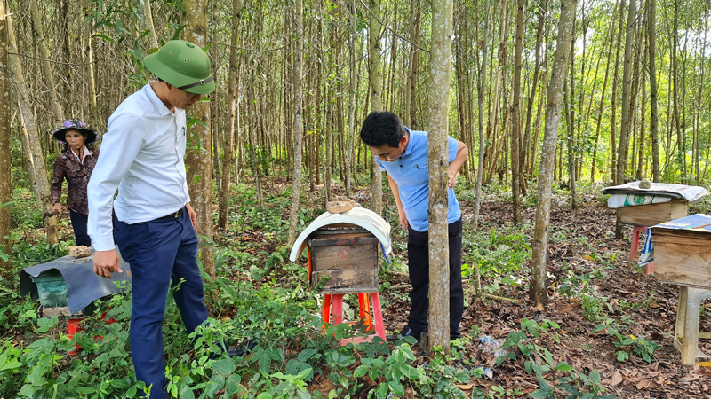 Người dân bản Khe Dây, xã Trường Xuân (Quảng Ninh) tận dụng đất vườn trồng rừng và nuôi ong.