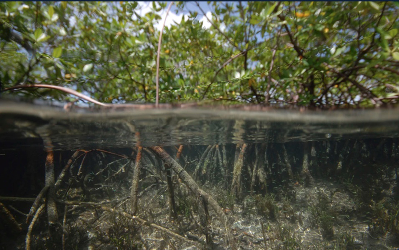 Rừng ngập mặn ở quần đảo Guadeloupe ở Caribe thuộc Pháp, nơi vi khuẩn Thiomargarita được phát hiện. Ảnh: nbcnews.com