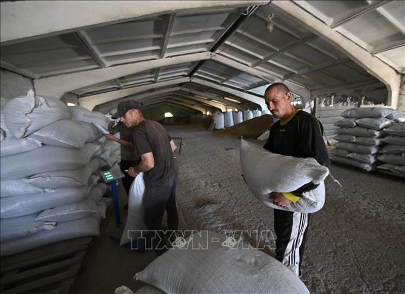 ​ Nông dân xếp ngũ cốc tại kho ở vùng Mykolaiv, Ukraine, ngày 11/6/2022. Ảnh: AFP/TTXVN