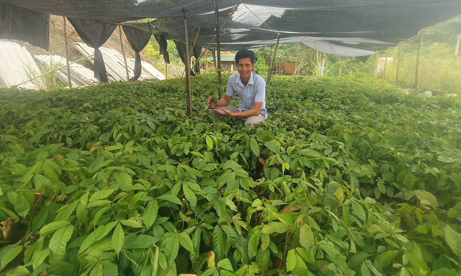 Giống cây bản địa trên địa bàn huyện Tuyên Hoá khá cao nên người dân rất mong được hỗ trợ kinh phí mua giống, kỹ thuật trồng, chăm sóc.