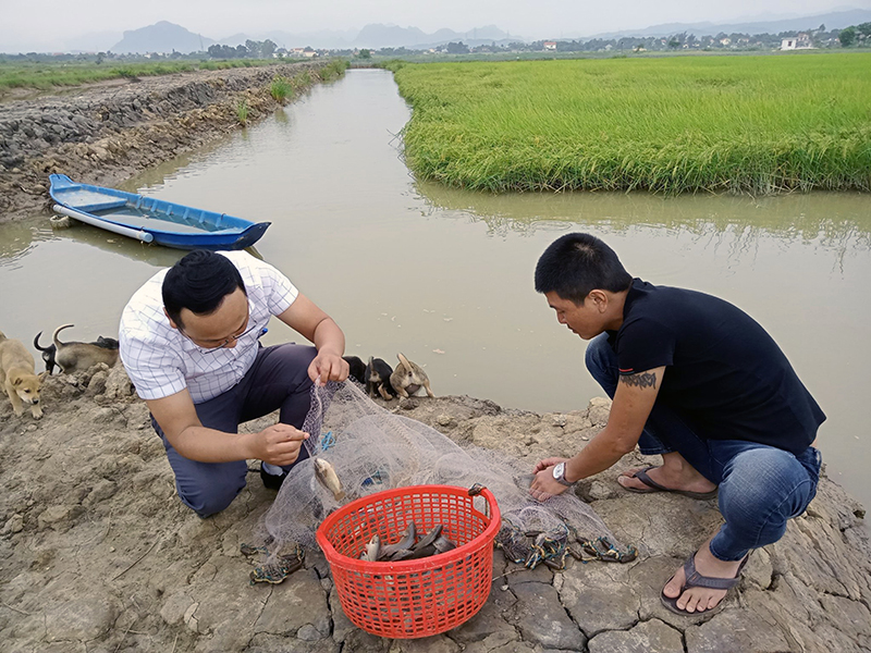 Mô hình lúa-cá mang lại thu nhập ổn định cho anh Nguyễn Xuân Hải.