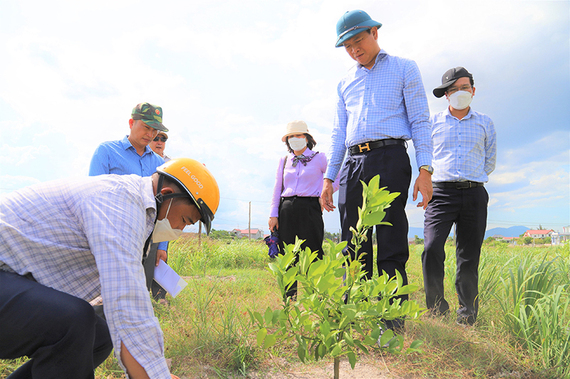 Cây chanh tứ quý được trồng thử nghiệm, phù hợp trên đất thịt nhẹ huyện Quảng Trạch.