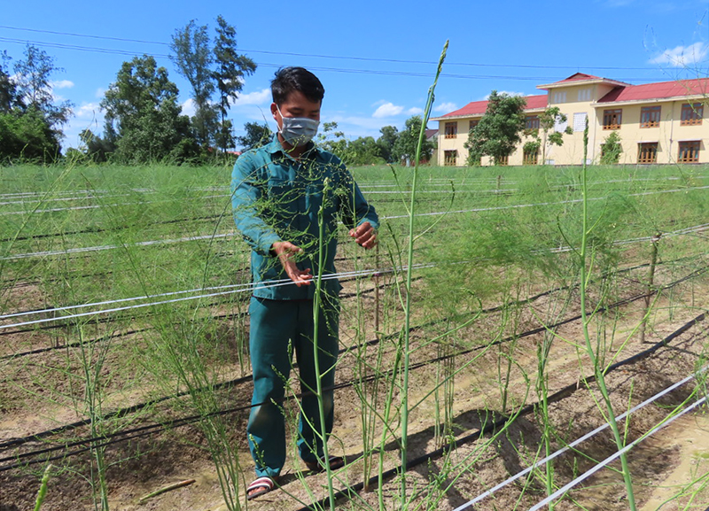 Nhờ áp dụng KHKT vào sản xuất, nhiều nông dân ở huyện Lệ Thủy đã vượt khó vươn lên phát triển kinh tế.