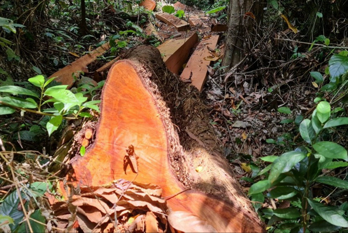 Hiện trường rừng phòng hộ Quảng Ninh tại xã Trường Sơn bị phá