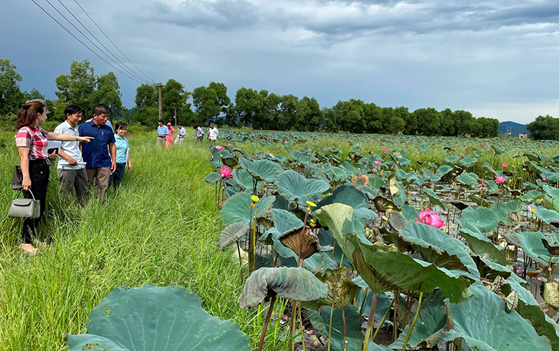 Hội thảo đầu bờ mô hình trồng sen tại Võ Ninh