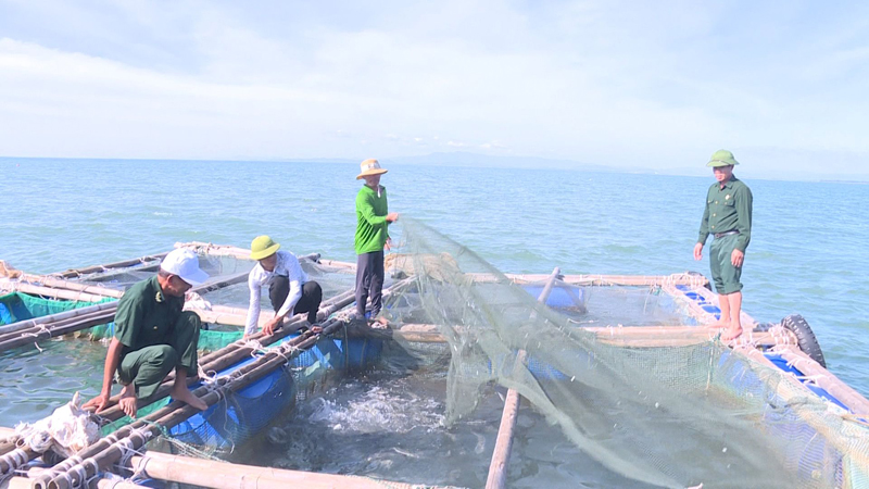 Hội viên Hội CCB huyện Quảng Trạch phát triển nuôi trồng hải sản trên biển ở vịnh Hòn La, xã Quảng Đông.