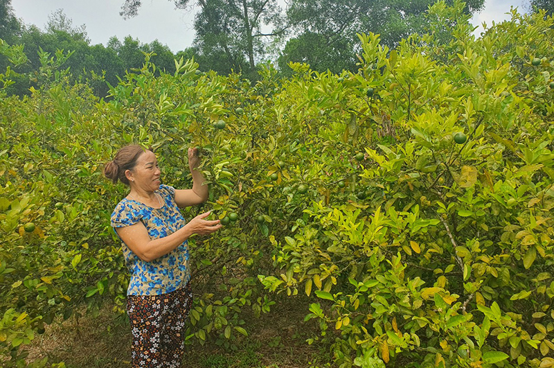 Khu vườn trồng chanh tứ quý của gia đình bà Nguyễn Thị Vượng.