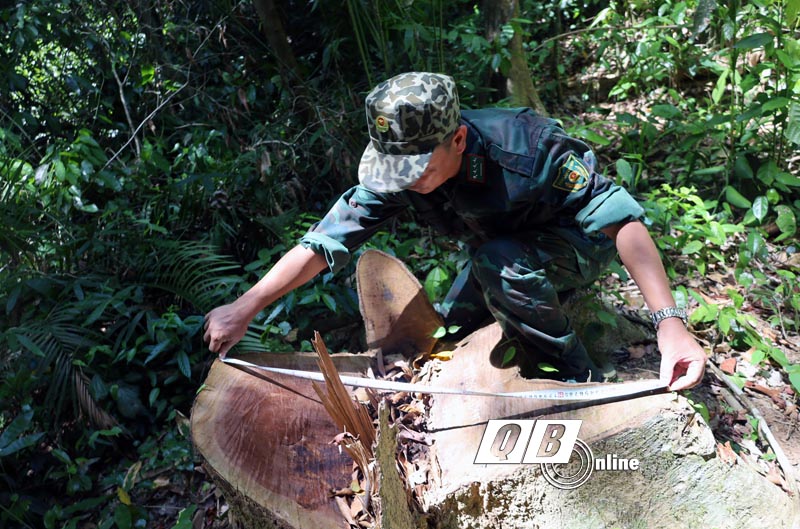 Các lực lượng chức năng huyện Minh Hóa tiến hành kiểm tra lại hiện trường vụ phá rừng ở xã Thượng Hóa.