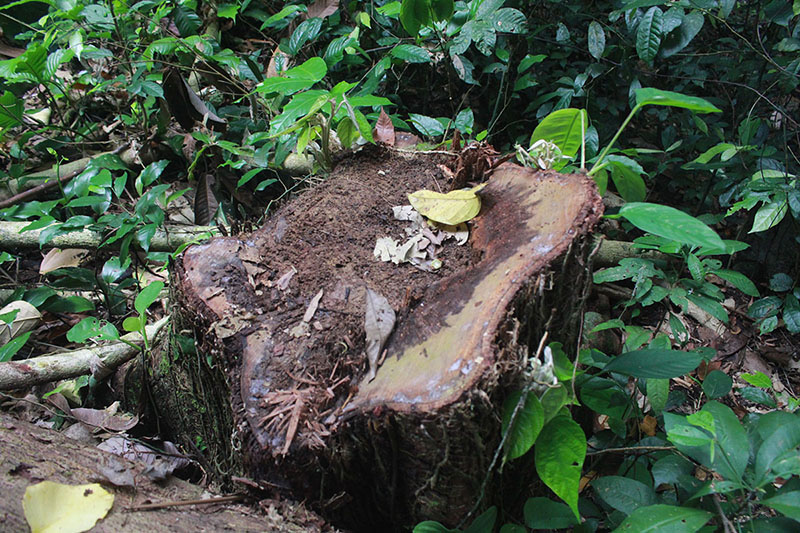 Các cây gỗ do lâm tặc đốn hạ tại tiểu khu 554 có đường kính gốc từ 37cm-80cm