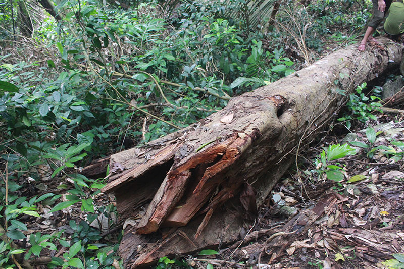 Cây gỗ bị hạ xuống chưa được cắt thành khúc do rỗng ruột