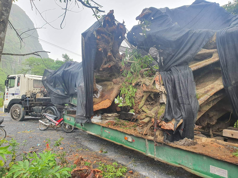 2 cây sung “khủng” lực lượng chức năng bị tạm giữ trên địa bàn xã Trường Xuân (Quảng Ninh)