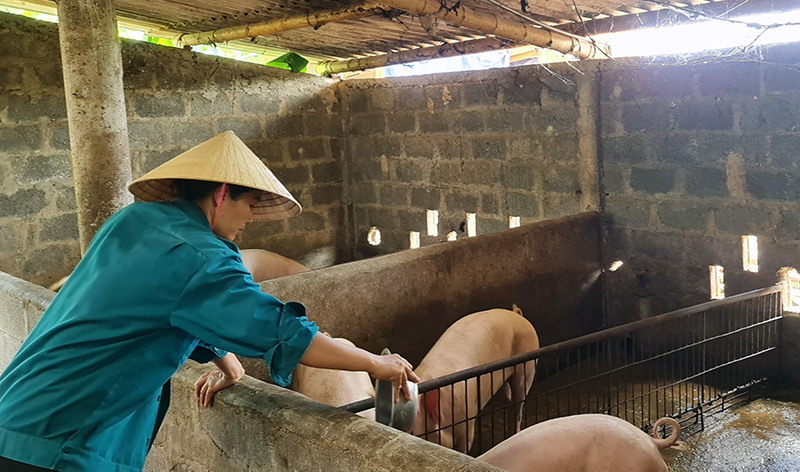 Từ nguồn vốn vay chính sách xã hội, chị Nguyễn Thanh Nga, xã Xuân Ninh đã có thu nhập ổn định từ mô hình chăn nuôi tổng hợp.