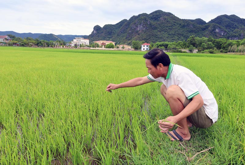 Nông dân thị trấn Quy Đạt, huyện Minh Hóa kiểm tra tình hình dịch bênh trên cây lúa ở vụ hè-thu năm 2022