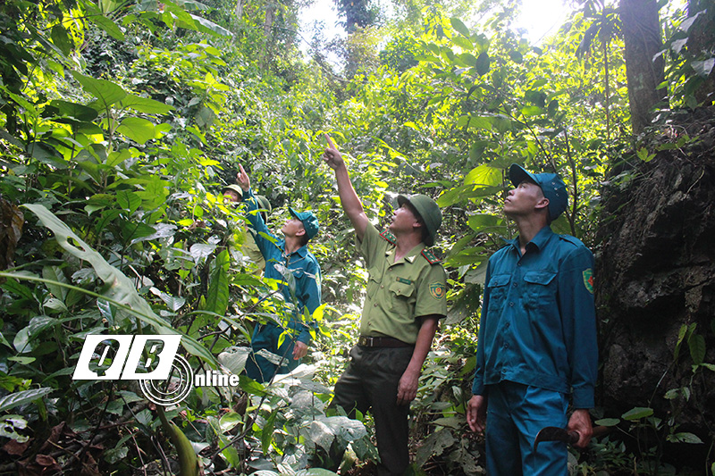 Các lực lượng BVR đang tuần tra, kiểm soát rừng tại hung Bưởi, xã Thượng Hóa (Minh Hoá).