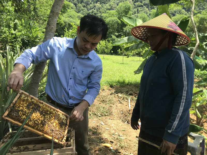 Phát triển mô hình nuôi ong của HTX Nuôi ong mật đại ngàn Trường Sơn (xã Trường Sơn, Quảng Ninh). 
