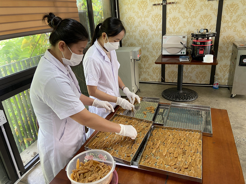 Quy trình sản xuất sâm Bố Chính sấy dẻo tại Công ty Tuệ Lâm.