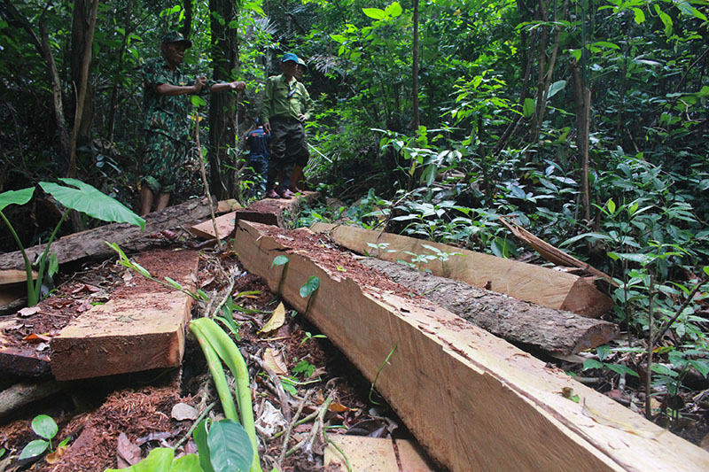 Hiện trường vụ phá rừng phòng hộ Quảng Ninh tại tiểu khu 554, xã Trường Sơn