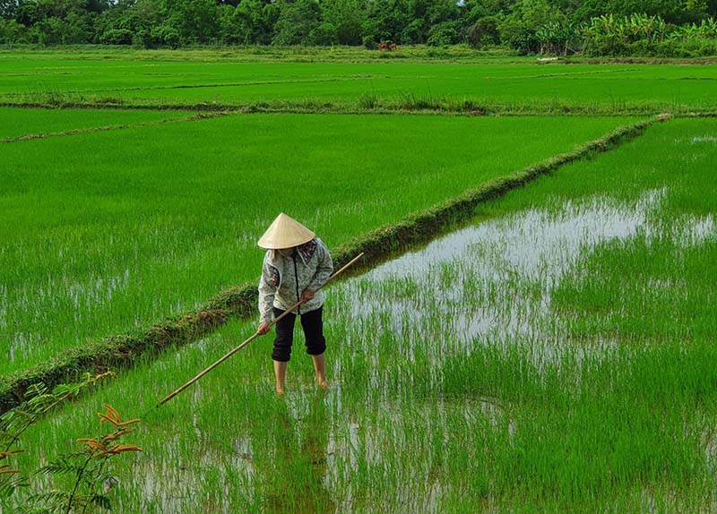 Nông dân huyện Quảng Ninh chăm sóc lúa hè-thu.