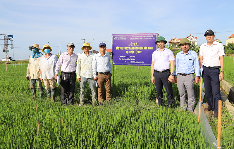 Giống lúa nếp than ở huyện Lệ Thủy được trồng thí nghiệm nhằm bảo tồn, phục tráng tại xã Đại Trạch (huyện Bố Trạch).
