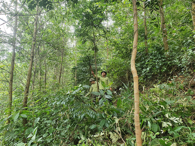 Lực lượng Ban quản lý rừng phòng hộ TP. Đồng Hới đang chăm sóc rừng cây bản địa
