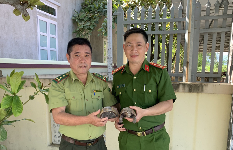Công an xã Quảng Hợp phối hợp Trạm Kiểm lâm đèo Ngang tiếp nhận 2 cá thể rùa từ người dân giao nộp.