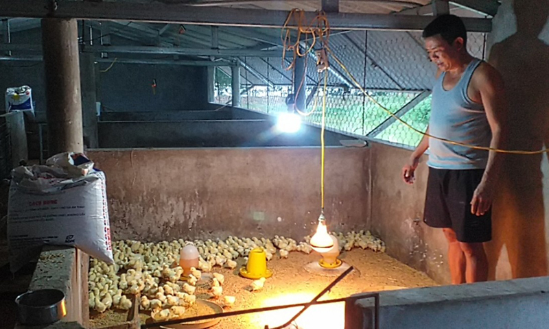 Khu vực ấp gà giống trong trang trại kinh tế tổng hợp của anh Nguyễn Đức Cường.