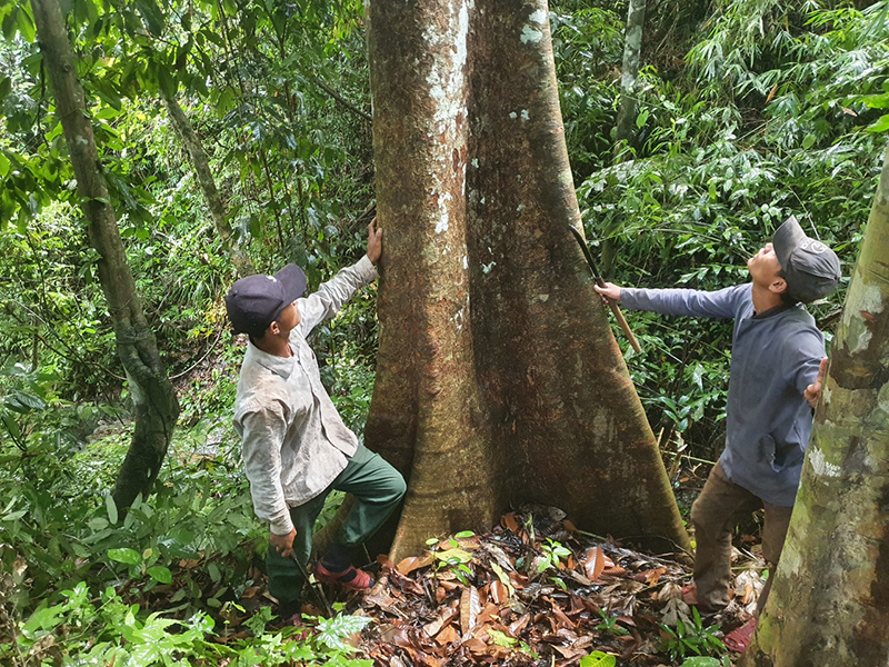  Một cây gỗ lớn tại rừng cộng đồng bản Ông Tú.