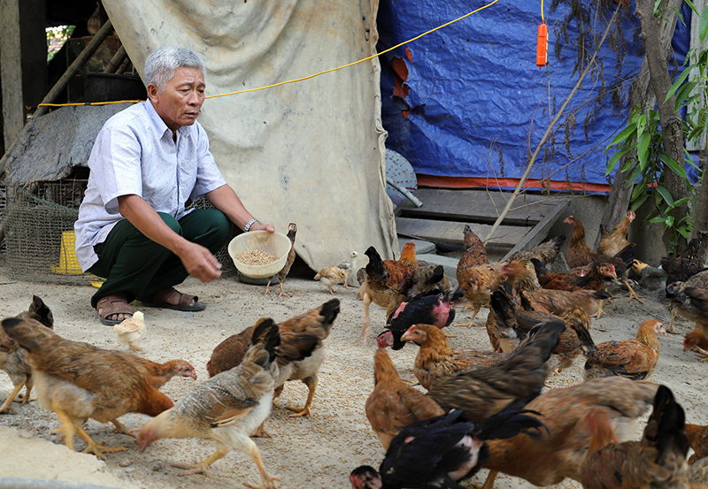 Mô hình trang trại chăn nuôi của gia đình ông Nguyễn Văn Xứng.