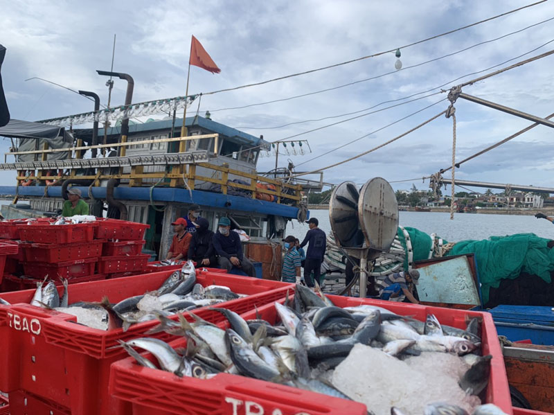 Tàu cá của ngư dân Phạm Tuyển cá nục đầy khoang