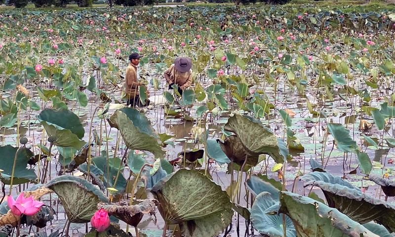 Cánh đồng sen đang cho thu hoạch của ông Trương Hoằng ở thôn Tiền, xã Võ Ninh (Quảng Ninh).