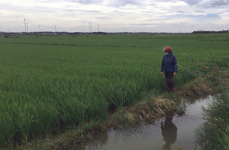 Người dân huyện Quảng Ninh thường xuyên thăm đồng để chủ động phòng, trừ sâu bệnh hại lúa.