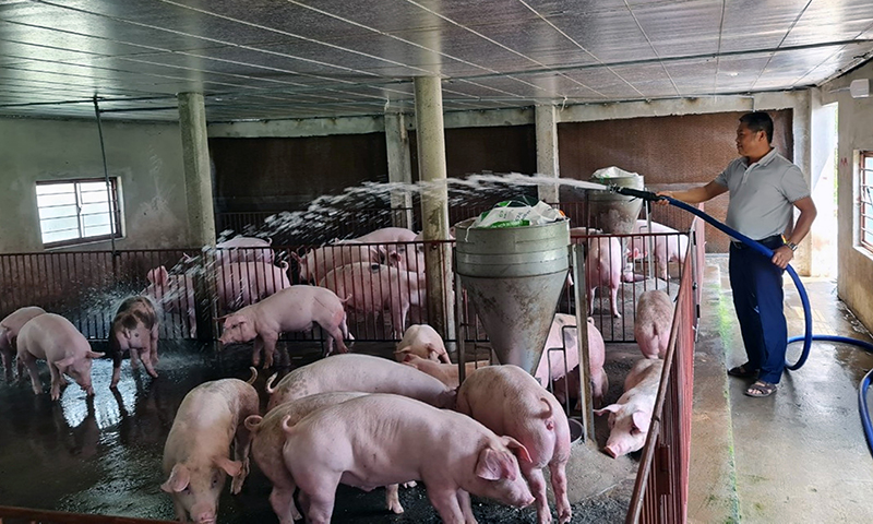 Chăn nuôi an toàn-biện pháp phòng, chống dịch hiệu quả đang được các trang trại trên địa bàn huyện Quảng Ninh nhân rộng.