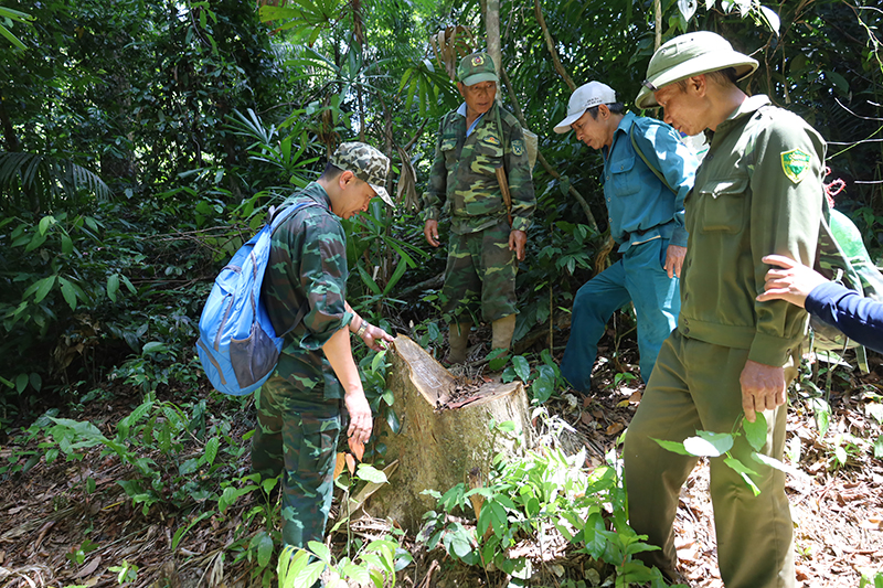Huyện Minh Hóa vừa thông qua chuyên đề giám sát công tác quản lý, bảo vệ và phát rừng trên địa bàn từ năm 2021 đến cuối năm 2022.