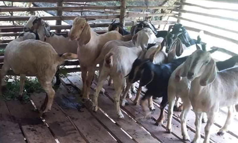 Xã Phong Hóa (Tuyên Hóa) phát triển đàn dê nuôi thịt và nuôi sinh sản từ dê bách thảo.